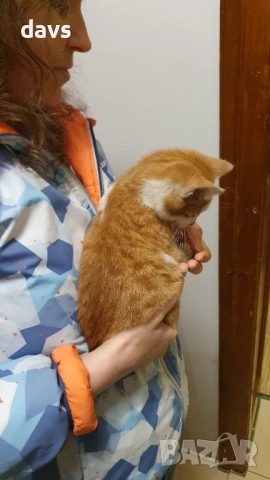 Намерено - Рижаво мъниче спешно търси дом, снимка 5 - Други - 52807638