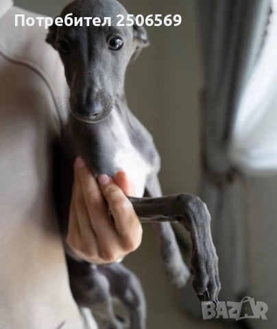 Продавам кученца италианска хрътка, снимка 8 - Хрътка - 53012848