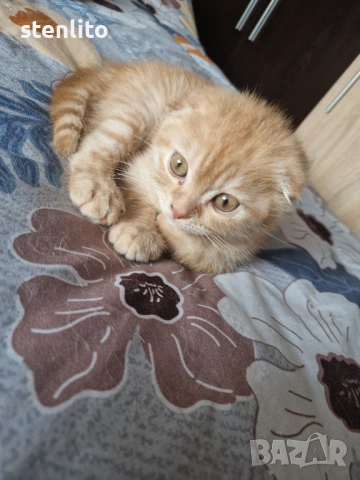 Шотландски клепоухи котета