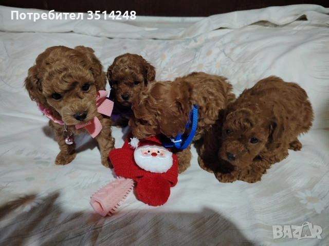 Мини пудел , снимка 2 - Пудели - 52789170