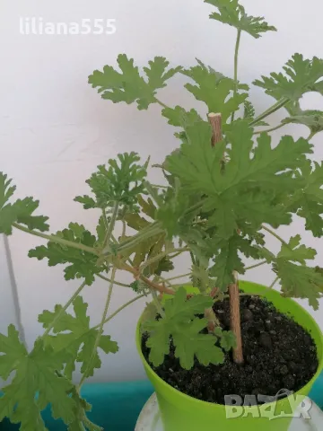 Индрише -ароматно, красиво, полезно, снимка 2 - Градински цветя и растения - 42077773