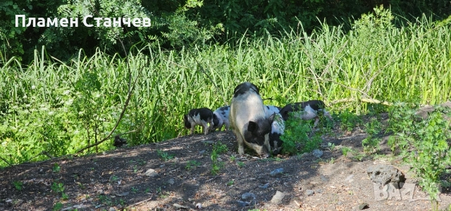 виетнамски прасета прасенца, снимка 4 - Плюшени играчки - 51588207