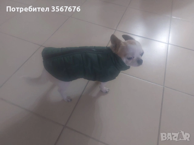 Чихуахуа мини момиче, снимка 8 - Чихуахуа - 53341758