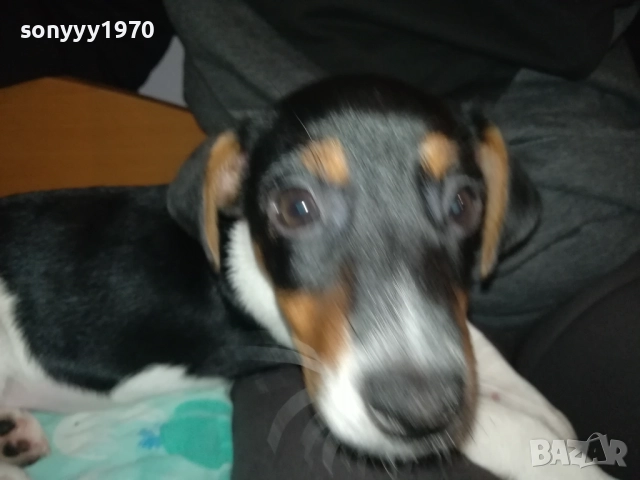 ДЖАК РЪСЕЛ-МОМИЧЕ С РОДОСЛОВИЕ ПАСПОРТ 0411252144, снимка 3 - Джак ръсел териер - 52297701