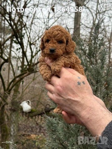 СУПЕР МИНИ ТОЙ ПУДЕЛ Доставка, снимка 3 - Пудели - 53514145