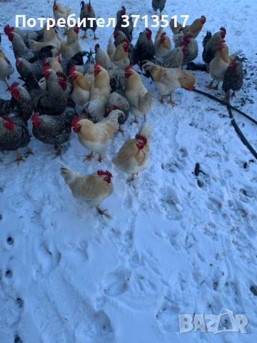  Домашни петли 12.50, снимка 7 - Кокошки и пуйки - 53255990