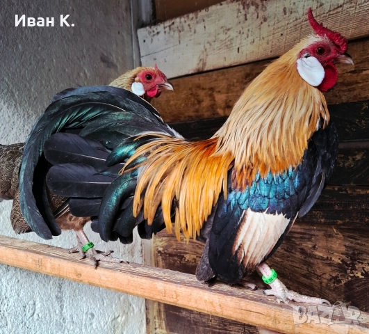 Продавам златен Розкомб., снимка 14 - Кокошки и пуйки - 44995697