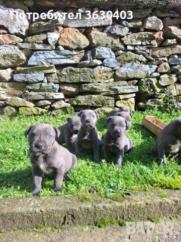 Кане Корсо сиви , снимка 6 - Кане корсо - 53402339