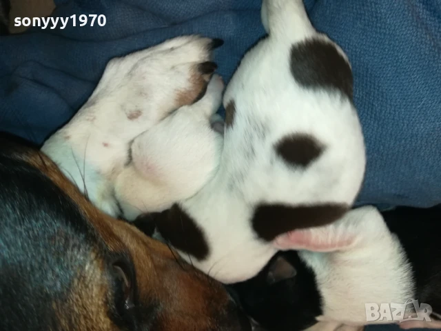 ДЖАК РЪСЕЛ 1607251626, снимка 9 - Джак ръсел териер - 51385539