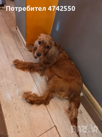 Кученца за трюфел, снимка 7 - Кокер шпаньол - 53535610