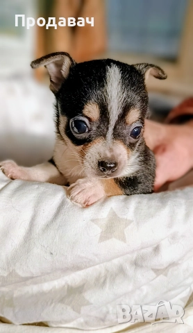 Чихуахуа , снимка 10 - Чихуахуа - 52887091