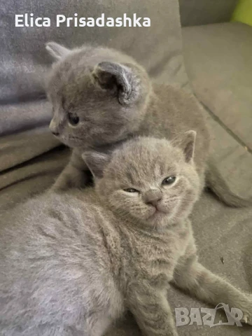 Британски котенца, снимка 1
