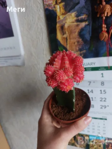  Продавам кактус (Gymnocalycium mihanovichii)Гледа се на стайна температура., снимка 1 - Градински цветя и растения - 47567212