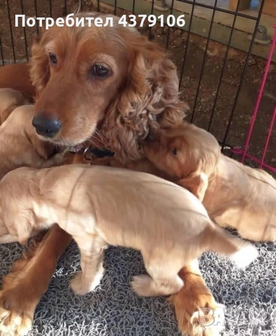 Кокер шпаньоли игриви мъници чистокръвни с ваксина