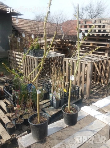 Бреза и Върба, снимка 12 - Градински цветя и растения - 27205053