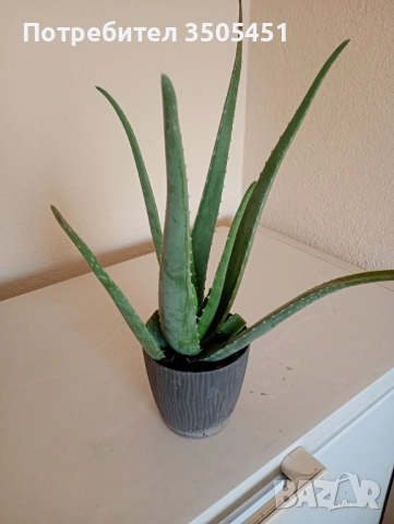 Лечебно алое вера , снимка 2 - Стайни растения - 52409354