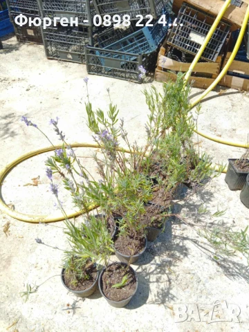 Лавандула - Разсад     При покупка на 5 бр - 1 бой подарък При покупка на 10 бр - 3 броя подарък, снимка 4 - Разсади - 37824400