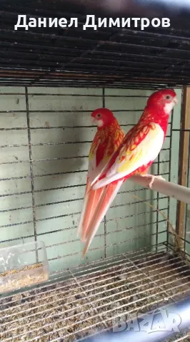 Папагали - разнообразие, снимка 2 - Папагали - 49706452