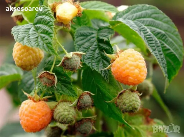 20 качествени Семена от Британска Есенна Златна Малина Златни наситени Сладки Малини плодове , снимка 16 - Сортови семена и луковици - 50222806