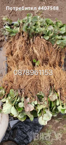 Целогодишни ягоди , снимка 9 - Разсади - 49982377