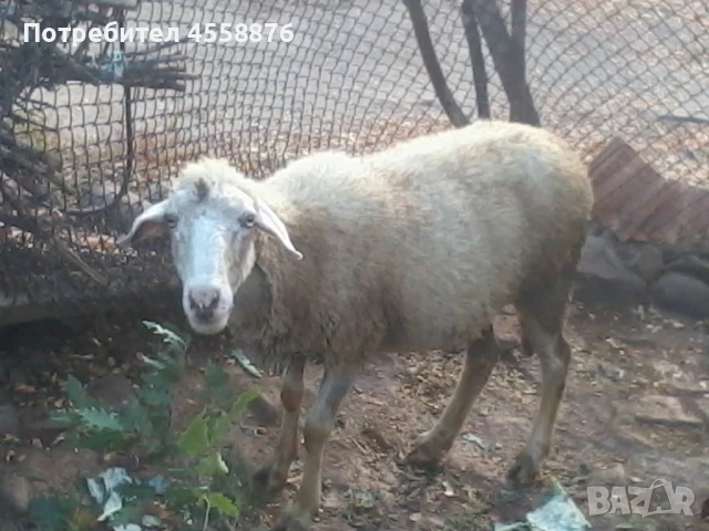 продавам овце агнета, снимка 2 - Овце - 51319433