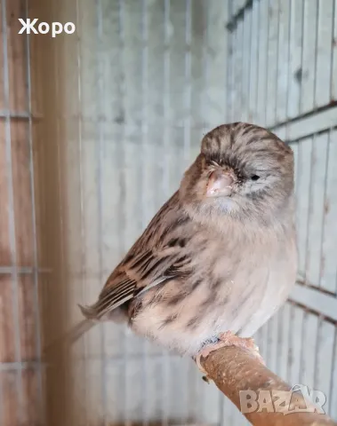 Продавам канари, снимка 3 - Канари - 48303441