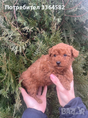 Мини пусел, снимка 5 - Пудели - 53276952