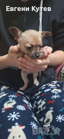 Пинчерчета , снимка 5 - Пинчер - 52897697