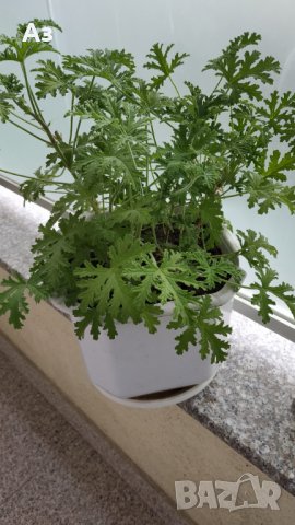 Продавам цветя Индрише, големи , снимка 15 - Градински цветя и растения - 33316742