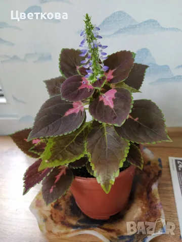 копривка / колеус/, снимка 1