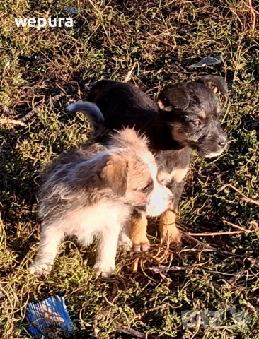 Японски петли за разплод хоби японски кокошки токачки, снимка 5 - Кокошки и пуйки - 50232349