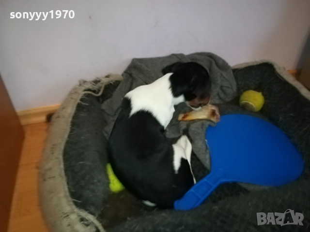 ПРОДАВАМЕ ДЖАК-ЖЕНСКО КУТРЕ 0911251839, снимка 7 - Джак ръсел териер - 52353720