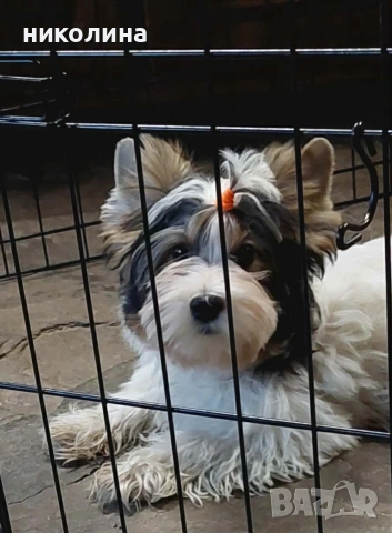 Продавам Йоркширски териер , снимка 14 - Йоркширски териер - 52706932