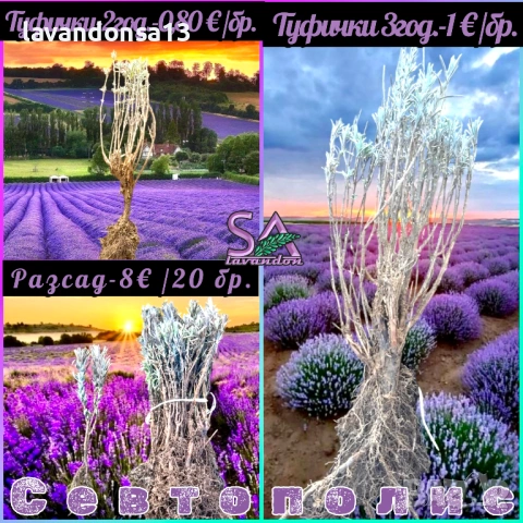 Българска Маслодайна Роза – Дамасцена, Алба, Сентифолия | Разсад, снимка 12 - Градински цветя и растения - 42641069