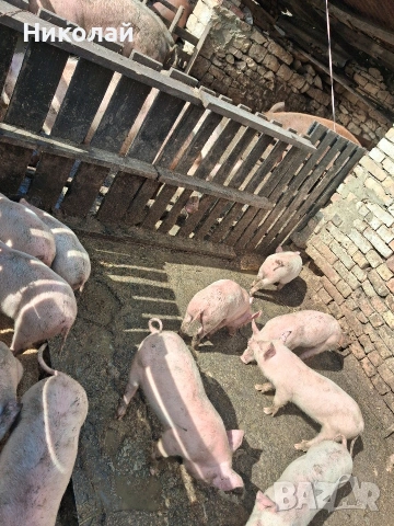 прасенца на два месеца , снимка 2 - Прасета - 53559917