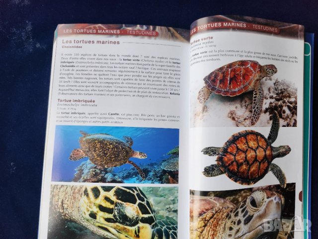 Флора и фауна в морето на Реюнион - на френски, описани 600 вида(вкл.300 вида риби), 800 цветни фото, снимка 6 - Енциклопедии, справочници - 52576292