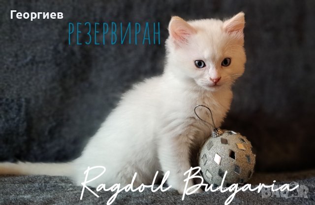 Рагдол коте / Регдол котенце / Ragdoll Cat