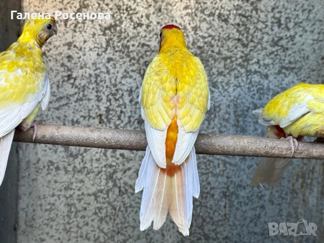 Пенантови розели, снимка 11 - Папагали - 51472697