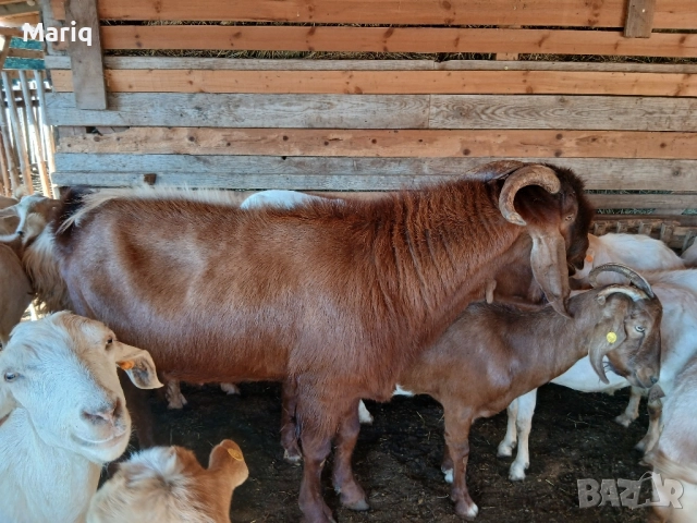 Продавам пръч, снимка 3 - Кози - 51492594