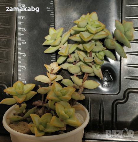 Красула (Crassula ssp Rupestris), вкоренено сукулентно растение, 5 лв, снимка 1