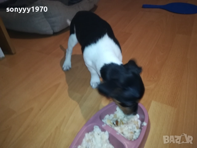 ДЖАК РЪСЕЛ-ЖЕНСКО НА 2 МЕСЕЦА 3110251531, снимка 12 - Джак ръсел териер - 52247345