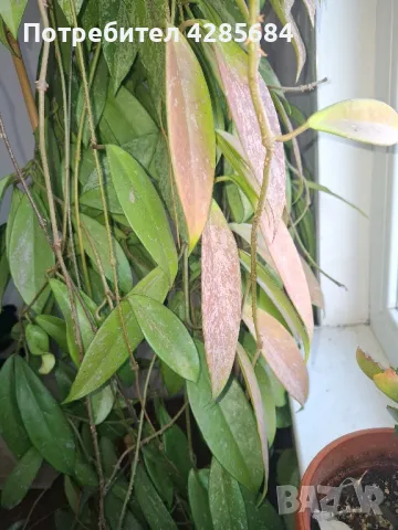 хоя пубикалукс /пепел от рози тъмна /, снимка 12 - Стайни растения - 50045816