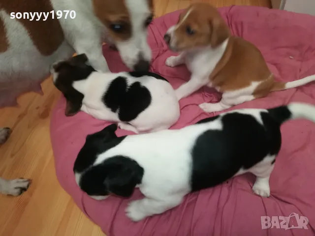 джакове-бебета с първа ваксина и паспорт 0502251824, снимка 12 - Джак ръсел териер - 48981730