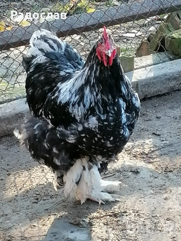 Кохин Стандарт кокошки и петли млади яйца,порцелан, мраморни