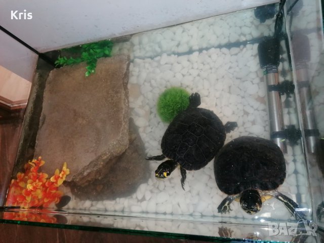 Двойка големи костенурки с оборудване, снимка 5 - Костенурки - 43210495