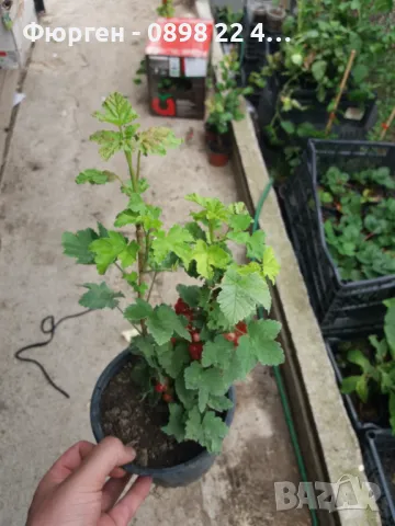 Касис- Френско грозде, снимка 8 - Градински цветя и растения - 27293149