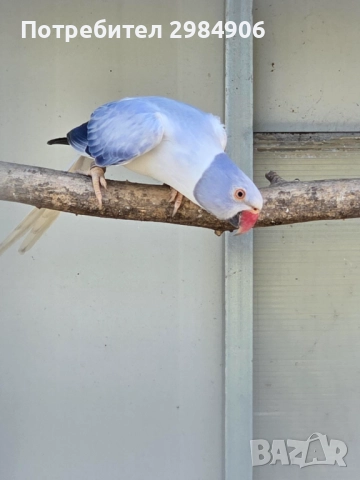 малък александър , ПРОМОЦИЯ, снимка 3 - Папагали - 41350586