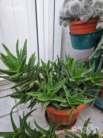 Многогодишно алое