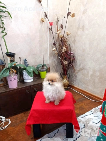 Мини померан момченце, снимка 2 - Померан - 53583317