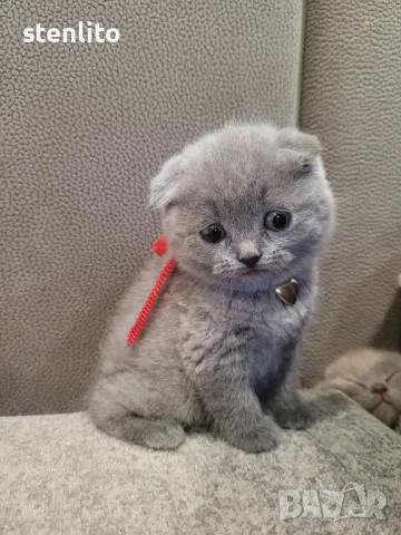 Шотландски клепоухи бебета , снимка 13 - Британска късокосместа - 23804712